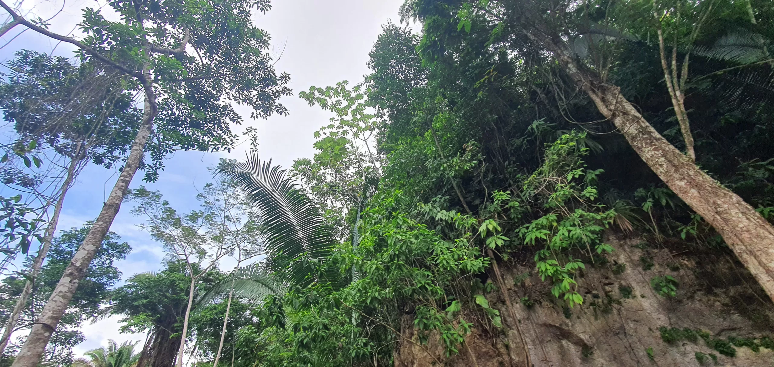 Ecoproparls. Bosque extenso.